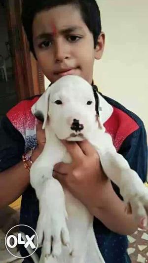 Pakistani bully kutta pups excellent liniaage