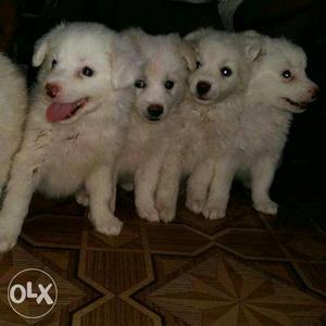 Pamarian Puppy for sell orginal breed