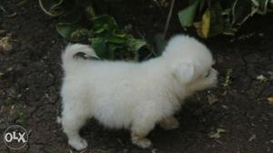 Pamelian dog puppy for sell..
