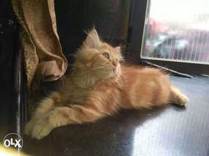 Persian cat golden colour.