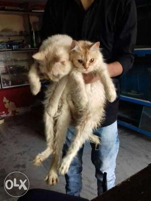 Persian cat male & female pair 8 months (White &