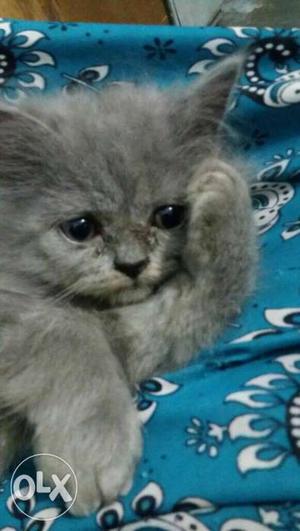 Persian male cat punch face v active 2 months old