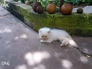 Persian white colour male kitten..