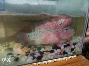Pink And Gray Flowerhorn Chichlid