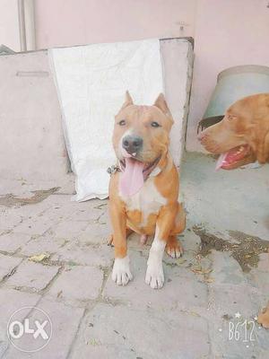 Pitbull dog for sale 7 months old