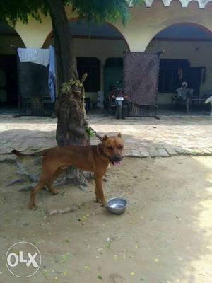 Pitbull dog pure 8 months old dog please contact