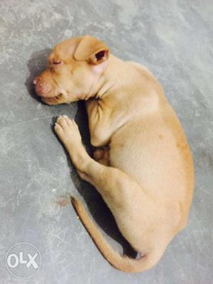 Pitbull male pup available any info o2