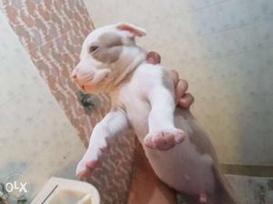 Pitbull puppies very heavy puppies for more