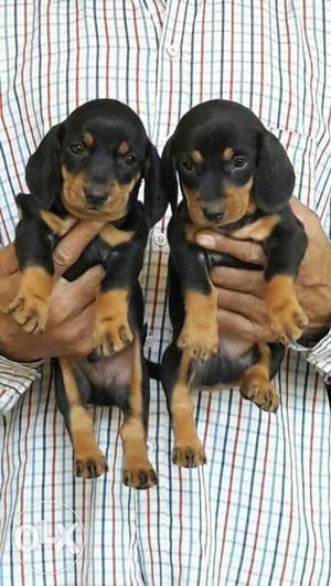 Playfully loving dashound puppies