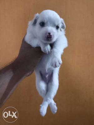 Pomeranian male pup available full active