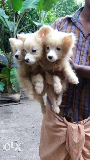 Pomeranian puppies for sale, male and female