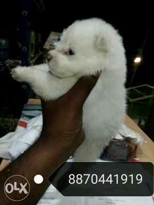 Pommerian Puppy for sale. Good Quality and
