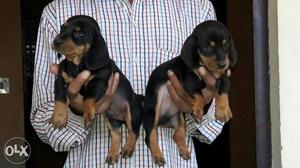Probably active breed dashound pupp