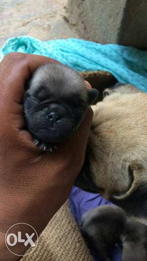 Pug 3 males fawn colur top quality contact me 7 9