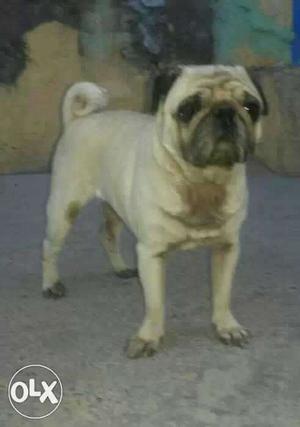 Pug for sale urgently exchange with pitbul and