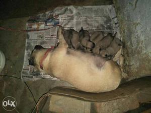 Pug puppies for sale male and female.