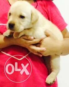 Pure Golden Color Lebrador Puppy, 31 days old..