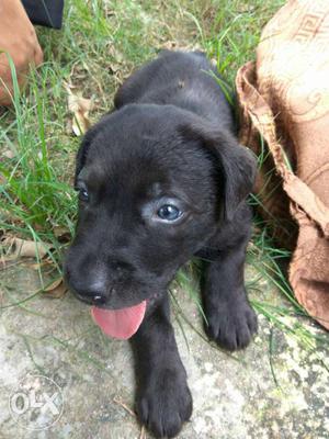 Pure breed Labrador female pup..one month old