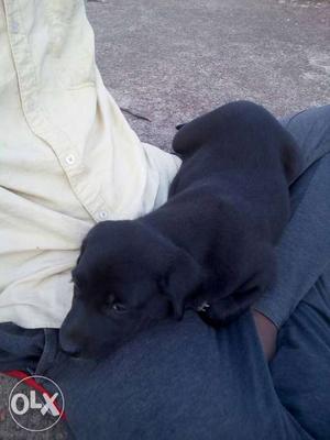 Pure breed lab black female only 1 month