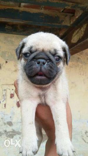 Pure qulaity pug puppy 3months old