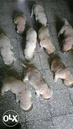 RAIPUR:-LABRADOR"DOG PUPPEIS ALL BREED & kitten
