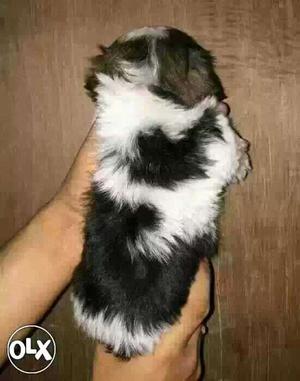 REWA;:- LASA APSO"DOG PUPPEIS ALL BREED & kitten