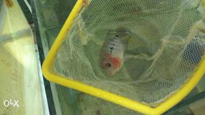 Red And Gray Flowerhorn