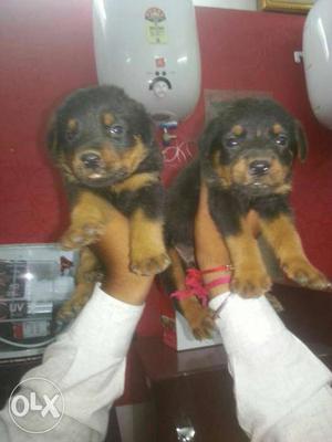 Rot female puppy for sale