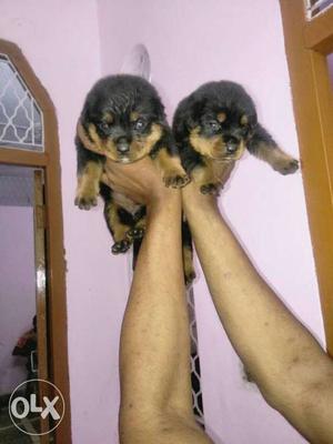 Rott male puppy available