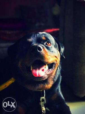Rottweiler available for mating, best quality