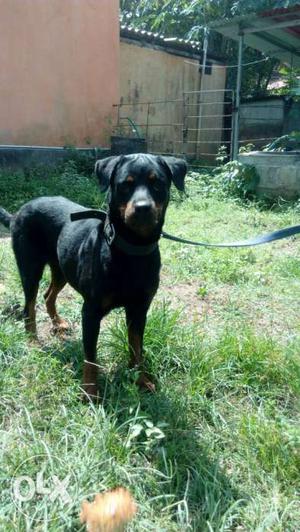Rottweiler champin linage 2 yer old female with