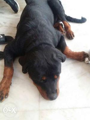 Rottweiler dog 10 month old heavy size