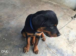 Rottweiler female 4 months puppy sell