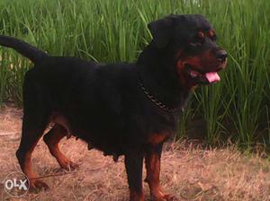 Rottweiler female for sale near hit