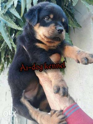 Rottweiler male and female Puppy available best