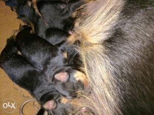 Rottweiler puppies 100% pure bred...rate will be