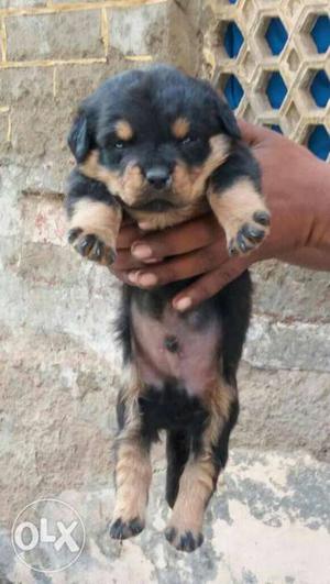 Rottweiler puppies female available in king pets
