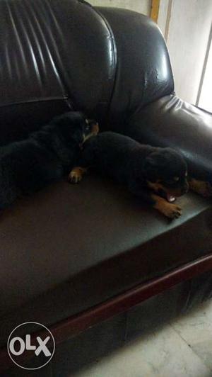 Rottweiler puppy for sale only one male and