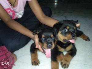 Rottweiler puppy only two puppy left male and