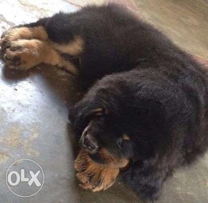 =-=STAR KENNEL= sell quality male Best Imported Tibetan