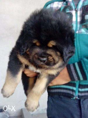 =-=STAR KENNEL=Tibetan mastiff puppy for sale free delivery