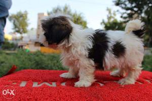 \=STAR KENNEL=shih tzu all top breeds available male and