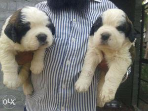 =STAR KENNEL=st.bernard all types of breeds available sure