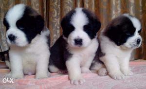 STAR kennel=all breed and st bernard puppy available for