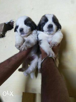 Saint Bernard puppies available all breeds
