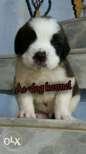 Saint Bernard puppy's avail here A1dog kennel