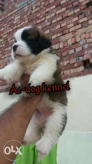 Saint Bernard show line quality puppy selling