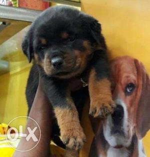 Show Quality Rottweiler Male Puppy Available In Chennai...