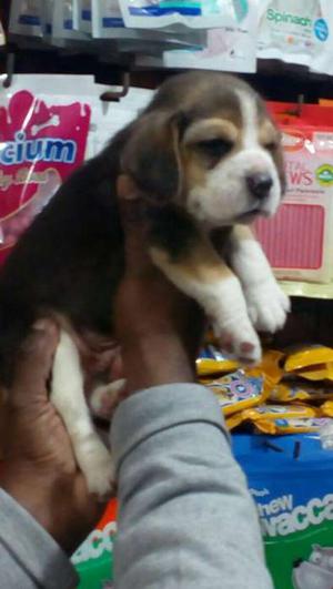 Show quality Beagle Puppies available