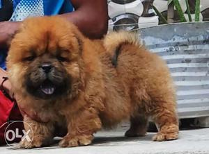 Show quality CHOW CHOW puppies available